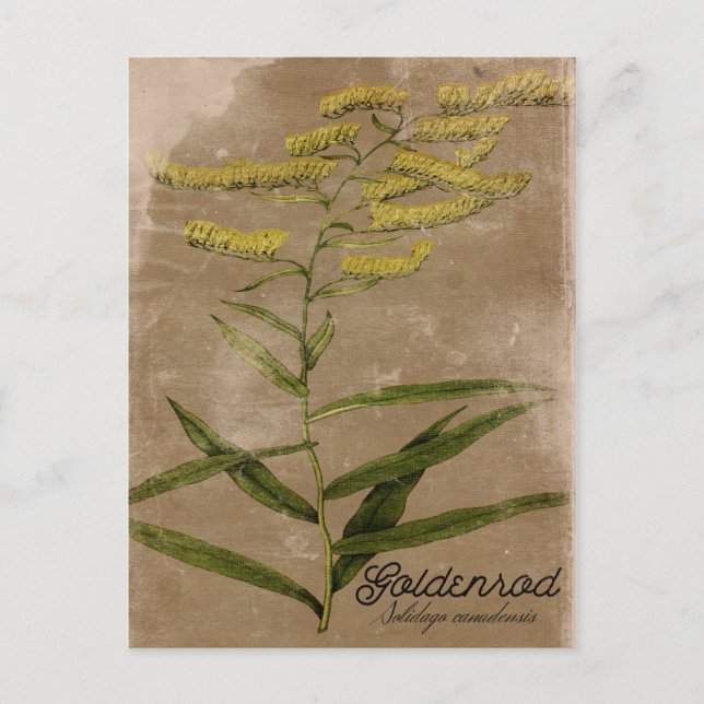 Vintager Stil Goldenrod Blume Postkarte (Vorderseite)