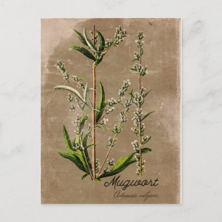 Vintager Style Mugwort Herb Pflanze Postkarte