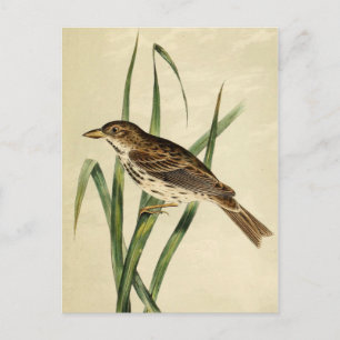 Vintager Sumpfschlauch Postkarte