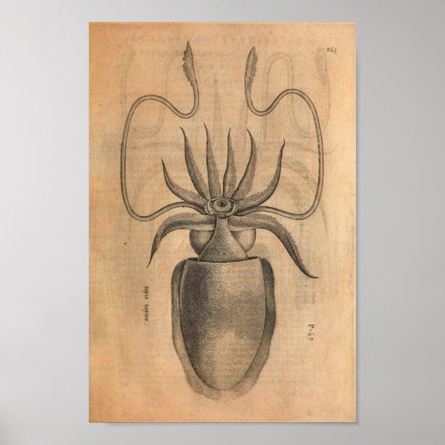 Vintager Tintenfisch Kunst, Dichtung und Musik Poster (Vorne)