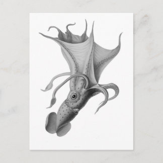 Vintager Tintenfisch Postkarte