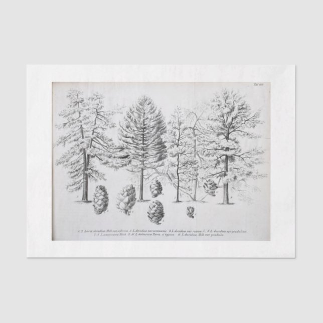 Vintager Tree Ephemera Decoupage Pine cone Seidenpapier (Vorderseite)