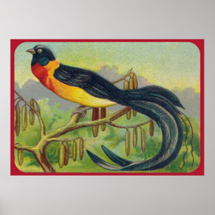 Vintager tropischer Vogel-Druck Poster