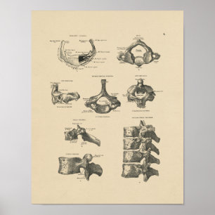 Vintager vertebraler Druck der Knochen-1880 Poster