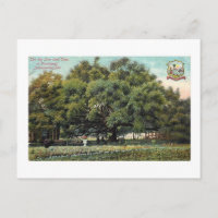 Vintager Vertrag Oak Jacksonville Florida Postcard