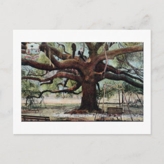 Vintager Vertrag Oak Jacksonville Florida Postcard Postkarte