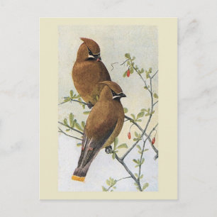 Vintager Vogel 01 Waxwing Postkarte
