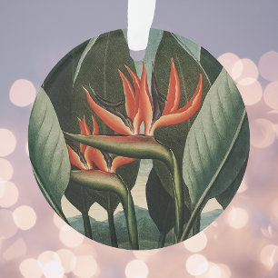 Vintager Vogel des Paradieses Botanischer Flora-Te Ornament