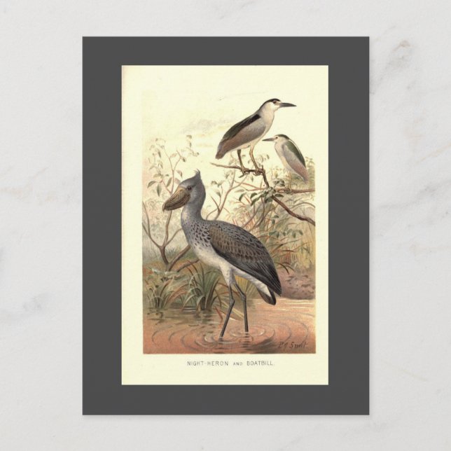 Vintager Vogelbilderschuh Postkarte (Vorderseite)