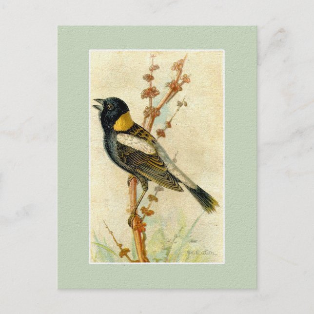 Vintager Vogeldruck - Bobolink Postkarte (Vorderseite)