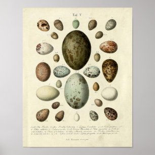 Vintager Vogelprint #37 Eggs #1 Poster