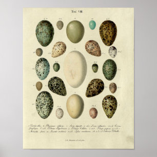 Vintager Vogelprint #38 Egg #2 Poster