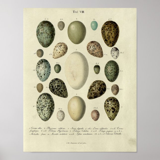 Vintager Vogelprint #38 Egg #2 Poster (Vorne)