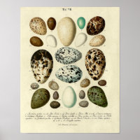 Vintager Vogelprint #39 Egg #3