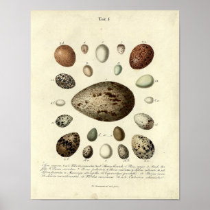 Vintager Vogelprint #40 Egg #4 Poster