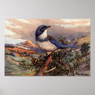Vintager Western Scrub-Jay Art Poster