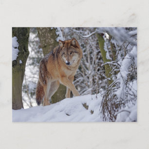 Vintager Winterwolf Postkarte