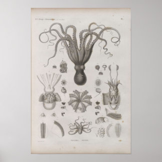 Vintager wissenschaftlicher Cephalopod Illustriert Poster