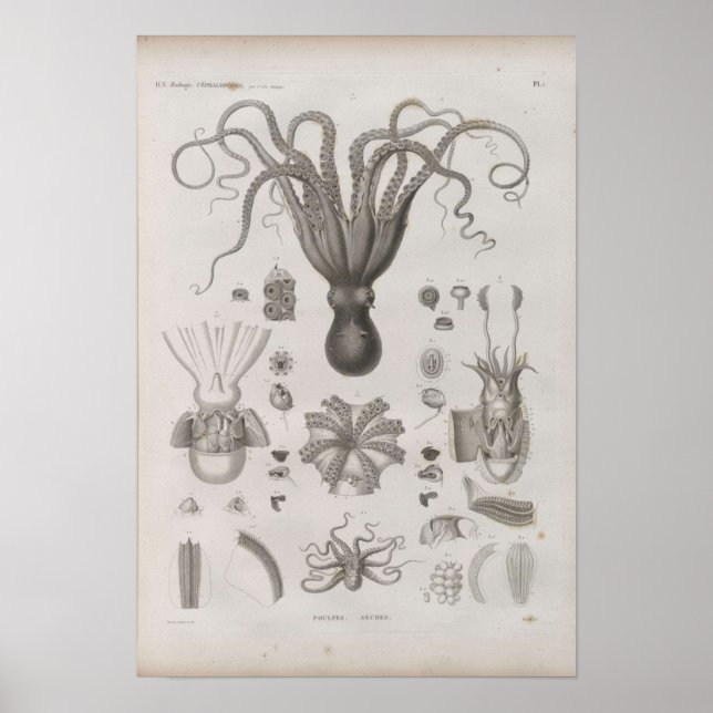 Vintager wissenschaftlicher Cephalopod Illustriert Poster (Vorne)