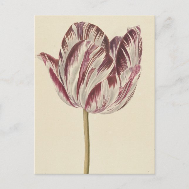 Vintager zeichn einer weißen und roten Tulpe Postkarte (Vorderseite)