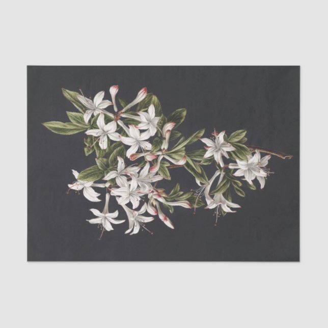 Vintager Zweig der weißen Azaleen im Blut Seidenpapier (Vorderseite)