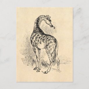 Vintages 1800er Retro Giraffe Illustration Parchme Postkarte