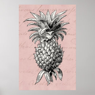 Vintages 1800s Ananas-Illustrations-Rosa Poster