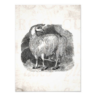 Vintages 1800s Lama-Retro Alpaka-Lama-Schablone Fotodruck