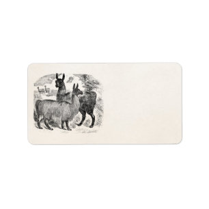 Vintages 1800s Lama-Retro Lama-Alpaka-Schablone Adressaufkleber