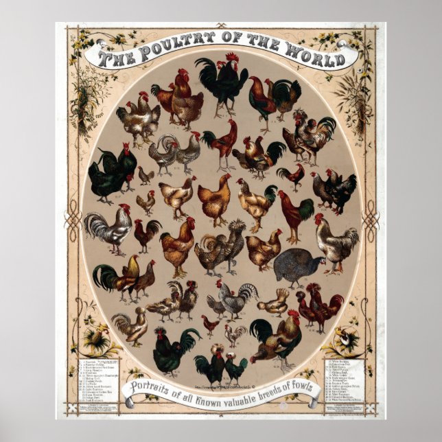 "Vintages~1868 Geflügel der Welt" Poster (Vorne)