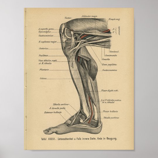 Vintages 1888 Deutsch Anatomie Druck Bein Knie Poster Zazzle At