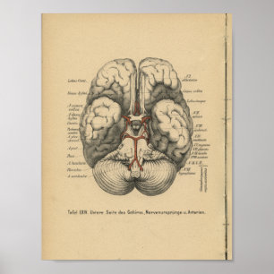 Vintages 1888 Deutsch-Anatomie-Druck-Gehirn Poster