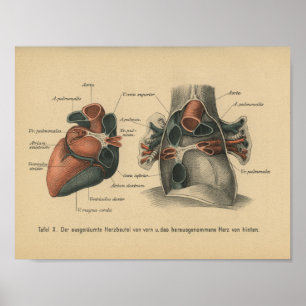 Vintages 1888 deutsches Anatomie Druckherz Poster
