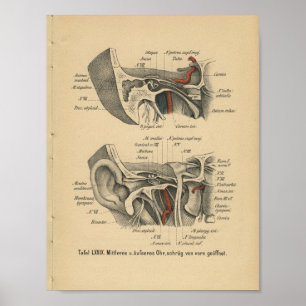 Vintages 1888 deutsches Anatomie-Ohr Poster