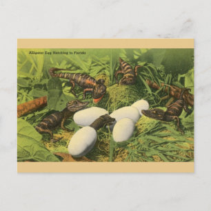 Vintages Alligator-Ei-Hatching in Florida Postkart Postkarte