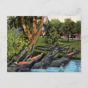 Vintages Alligator Quartett Bayano River, Panama Postkarte