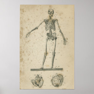 Vintages Anatomie-Druck-Skelett Poster