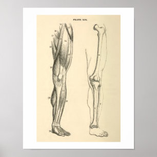 Vintages Anatomie-Muskel-und Knochen-Menschen-Bein Poster