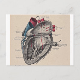 Vintages anatomisches Herz Postkarte