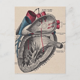 Vintages anatomisches Herz Postkarte