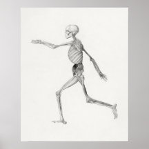 Vintages anatomisches Illustrationspaket