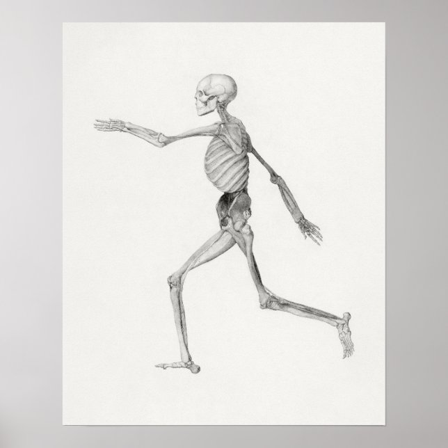 Vintages anatomisches Illustrationspaket Poster (Vorne)