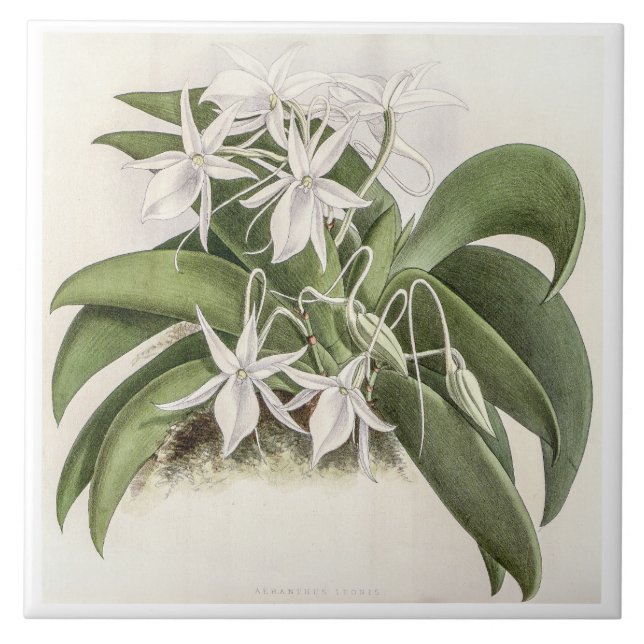 Vintages Angraecum Leonis Orchid Blume Fliese (Vorderseite)