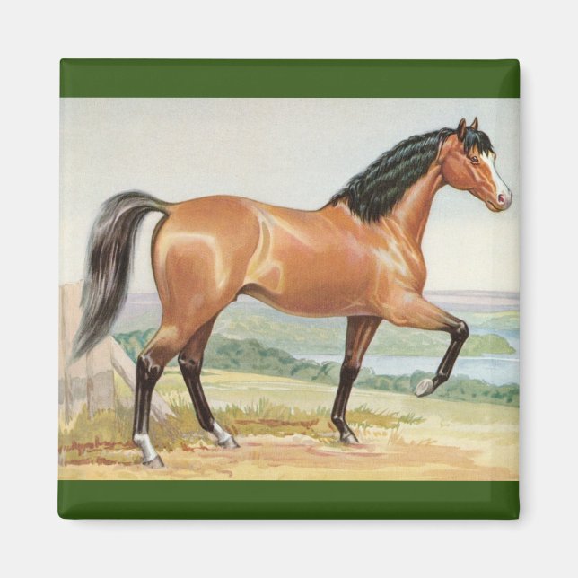 Vintages Arabian Bay Horn Magnet (Vorne)