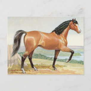 Vintages Arabian Bay Horn Postkarte