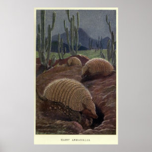 Vintages Armadillo-Gemälde (1909) Poster