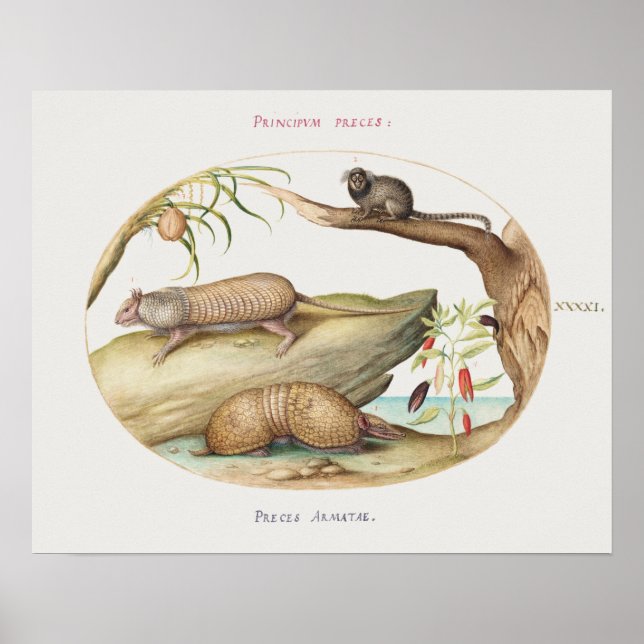 Vintages Armadillo Illustrations-Poster Poster (Vorne)