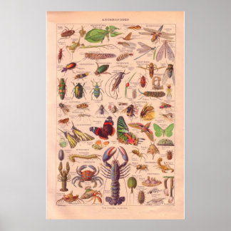 Vintages Arthopods-Poster 1920 Poster