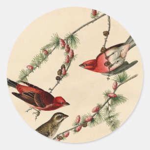 Vintages Audubon Lila Finch Bird Painting Gift Runder Aufkleber