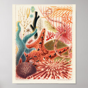 Vintages Australien Great Barrier Reef Fishing Pos Poster